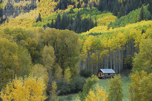 Blockhütte  Espen und Pappeln in Herbstfarben  Dolores  San Juan National Forest  Colorado  USA