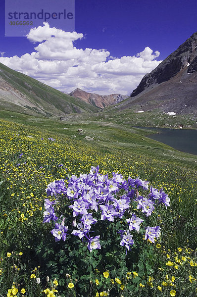 Klarer See und Wildblumen in Alpenwiese  Kolorado-Akelei (Aquilegia coerulea) und Nelkenwurze (Geum)  Ouray  San-Juan-Gebirge  Rocky Mountains  Colorado  USA
