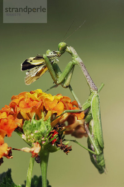 Gottesanbeterin (Mantidae)  ausgewachsen  frisst auf einer Texas Lantana (Lantana urticoides) sitzend einen Schmetterling  Willacy County  Rio Grande Valley  Süd-Texas  USA