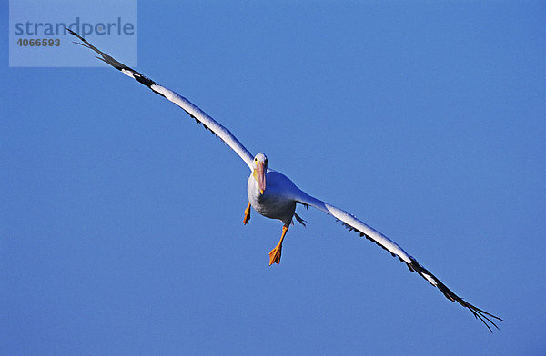 Nashornpelikan (Pelecanus erythrorhynchos)  erwachsenes im Flug  Rockport  Coastal Bend  Texas  USA