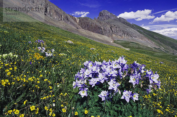 Berge und Wildblumen in Alpenwiese  Rocky-Mountains-Akelei (Aquilegia coerulea)  Berg-Nelkenwurz (Geum montanum)  Ouray  San Juan-Gebirge  Rocky Mountains  Colorado  USA