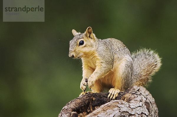 Fuchshörnchen (Sciurus niger)  ausgewachsen  auf Baum  Uvalde County  Hill Country  Zentral-Texas  USA