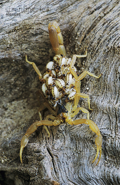 Arizona-Rindenskorpion (Centruroides vittatus)  Weibchen mit frisch geschlüpften Jungen auf dem Rücken  Rio Grande Valley  Süd-Texas  USA