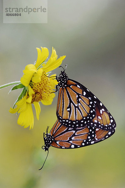 Monarchfalter (Danaus gilippus) paaren sich auf Verbesine (Verbesina encelioides)  Willacy County  Rio Grande Valley  Süd-Texas  USA