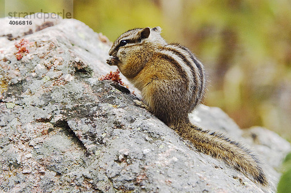 Kleiner Chipmunk (Tamias minimus)  Erwachsenes beim Fressen  Grand Teton Nationalpark  Wyoming  USA