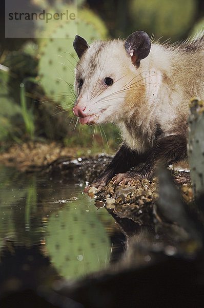 Nord- oder Virginia-Opossum (Didelphis virginiana)  ausgewachsen  trinkend  nachts  Uvalde County  Hill Country  Zentral-Texas  USA