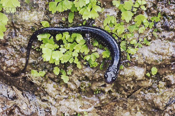 Lungenloser Salamander (Plethodon albagula)  ausgewachsen  mit Farnen  Uvalde County  Hill Country  Zentral-Texas  USA