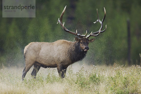 Elch  Wapiti (Cervus elaphus)  Bulle schüttelt Wasser ab  Yellowstone-Nationalpark  Wyoming  USA