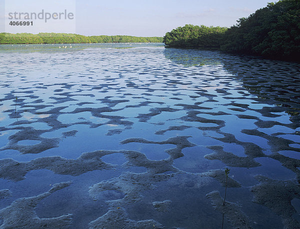 Mangroven bei Ebbe  J. N. Ding Darling National Wildlife Refuge  Sanibel Island  Florida  USA