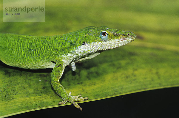 Rotkehlanolis (Anolis carolinensis)  Erwachsens auf Palmwedel  Sabal Palm Sanctuary  Brownsville  Rio Grande Tal  Südtexas  USA