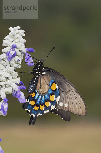 Battus philenor Schmetterling  Erwachsenes trinkt Nektar von einer Mehl-Salbeiblüte (Salvia farinacea)  Uvalde County  Hill Country  Zentraltexas  USA