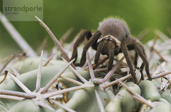 Vogelspinnen-Art (Aphonopelma hentzi)  Jungtier auf Kaktus  Starr County  Rio Grande Valley  Süd-Texas  USA