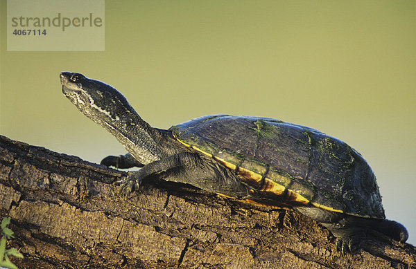Gelbliche Klappschildkröte oder Schlammschildkröte (Kinosternon flavescens)  Starr County  Rio Grande Valley  Süd-Texas  USA