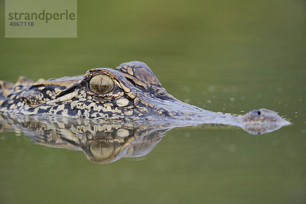 Mississippi-Alligator (Alligator mississippiensis)  aausgewachsen  Porträt  Refugio  Coastal Bend  Küste von Texas  USA