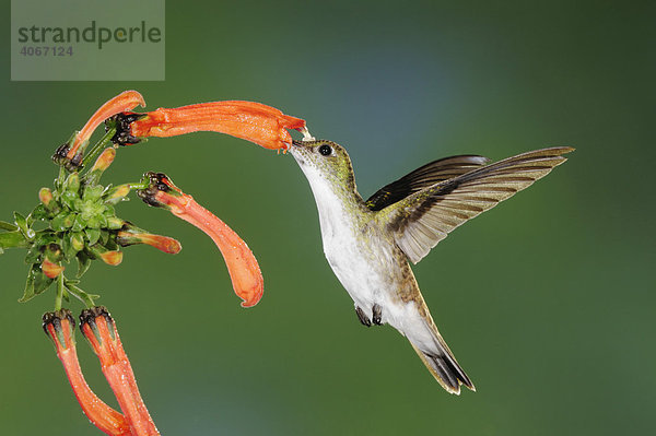 Anden-Amazilie  Amazilia-Kolibri (Amazilia franciae)  ernährt sich im Flug von einer Blume  im Nebelwald  Regenwald  Mindo  Ecuador  Anden  Südamerika