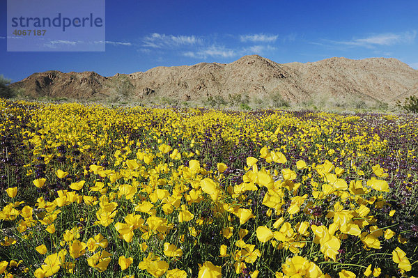 Blühende Mojave-Wüste mit Parish's Goldmohn (Eschscholzia parishii)  Joshua Tree Nationalpark  Kalifornien  USA