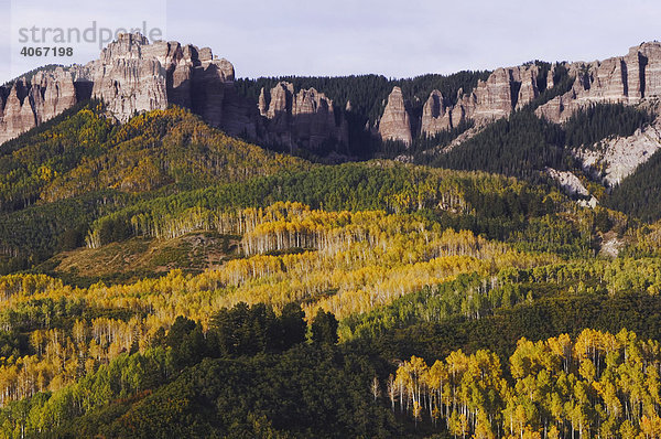 Berggipfel und und Espen in Herbstfarben  Uncompahgre National Forest  Colorado  USA
