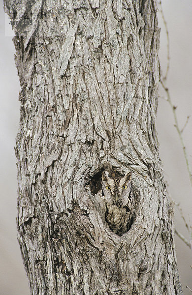 Ausgewachsene Ost-Kreischeule  Östliche Kreischeule (Megascops asio  Otus asio) schläft in Loch in Mesquite-Baum  Tarnfarben  Willacy County  Rio Grande Valley  Süd-Texas  USA
