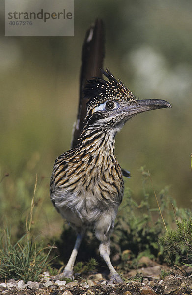 Wegekuckuck (Geococcyx californianus)  Altvogel  Starr County  Rio Grande Tal  Texas  USA