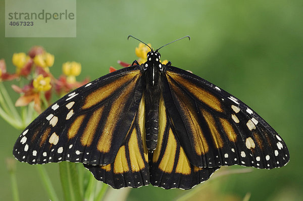 Monarchfalter (Danaus plexippus)  ernährt sich von einer Indianer-Seidenpflanze (Asclepias curassavica)  Willacy County  Rio Grande Valley  Süd-Texas  USA