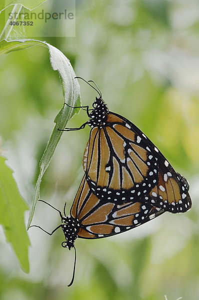 Monarchfalter (Danaus gilippus)  kopulierendes Paar  Willacy County  Rio Grande Valley  Texas  USA