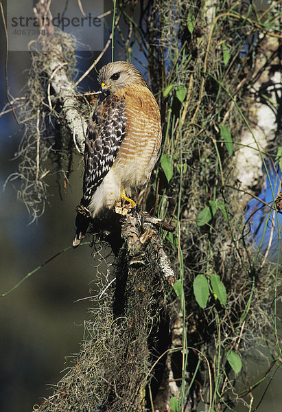Rotschulterbussard (Buteo lineatus)  Altvogel auf bemoostem Baum  Corkscrew Swamp Sanctuary  Florida  USA