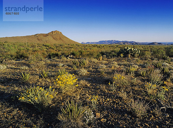 Chihuahua-Wüste in Blüte mit Psilostrophe cooperi und Blackfoot-Gänseblümchen (Melampodium leucanthum)  Big Bend Nationalpark  West Texas  USA