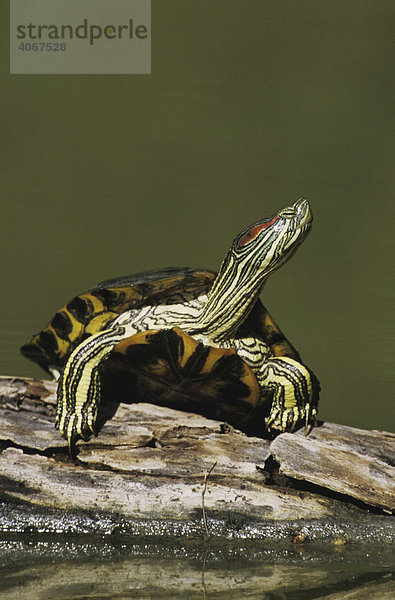 Rotwangen-Schmuckschildkröte (Trachemys scripta elegans)  Alttier sonnt sich auf Baumstamm im Teich  Starr County  Rio Grande Tal  Texas  USA
