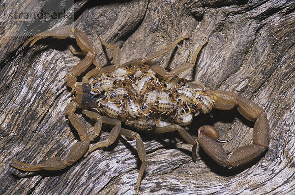 Arizona-Rindenskorpion (Centruroides vittatus)  Weibchen auf Baumstamm mit Jungen auf dem Rücken  Starr County  Rio Grande Tal  Texas  USA