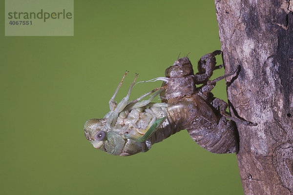 Zikade (Tibicen resh)  Alttier schlüpft aus Nymphenhülle  Corpus Christi  Texas  USA