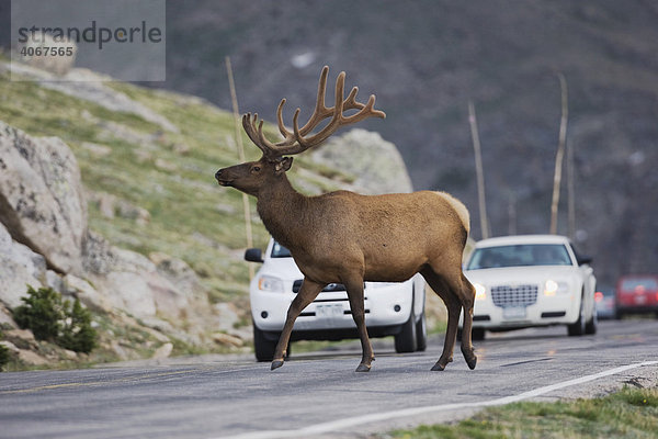 Rothirsch (Cervus elaphus)  Hirschbulle überquert eine Straße  Rocky Mountain National Park  Colorado  USA