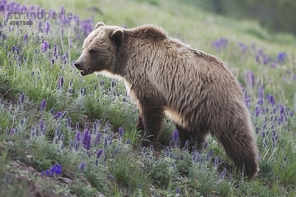 Grizzlybär (Ursus arctos horribilis)  Alttier in blühenden Seidenhaarigen Phazelien (Phacelia sericea) Yellowstone Nationalpark  Wyoming  USA