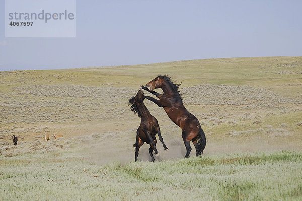 Mustangs (Equus caballus)  kämpfende Hengste in der Prärie  Pryor Mountain Wild Horse Range  Montana  USA