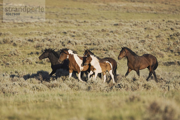 Mustangs (Equus caballus)  laufende Herde  Pryor Mountain Wild Horse Range  Montana  USA