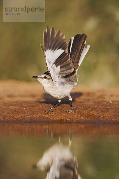 Spottdrossel (Mimus polyglottos)  Altvogel am Teichrand  Rio Grande Tal  Texas  USA