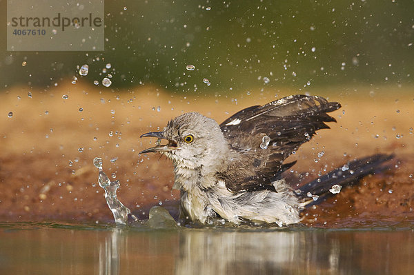 Spottdrossel (Mimus polyglottos)  Altvogel badet  Rio Grande Tal  Texas  USA