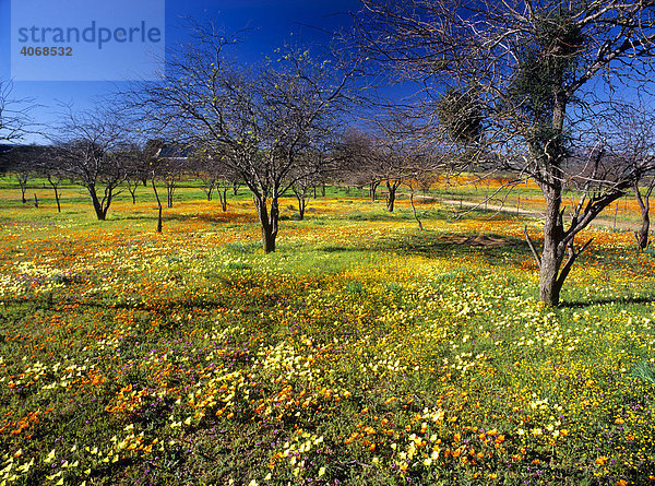 Wildblumen im Namaqualand  Südafrika  Afrika