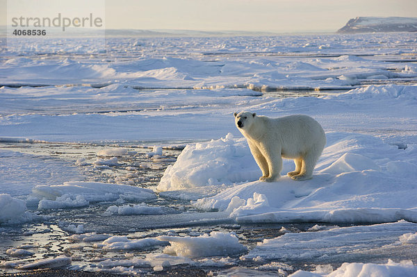 Eisbär (Ursus maritimus) im Packeis auf Spitzbergen  Norwegen  Arktis