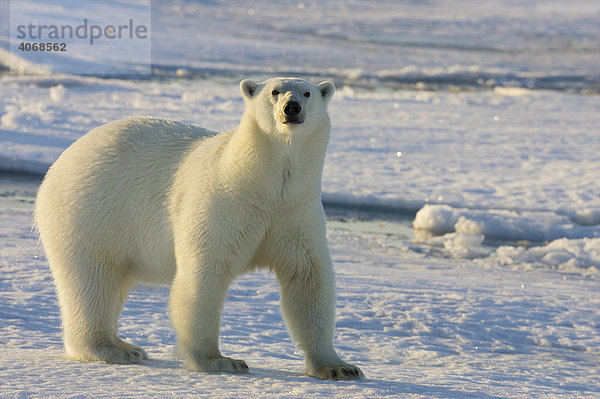 Eisbär (Ursus maritimus) auf Packeis im Norden von Spitzbergen  Norwegen  Arktis