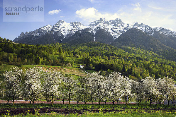 Apfelblüte im Frühjahr im Vinschgau in Südtirol  Italien  Europa