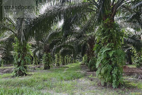 Palmöl Plantage  Pangkalan Bun  Zentral Kalimantan  Borneo  Indonesien  Südostasien