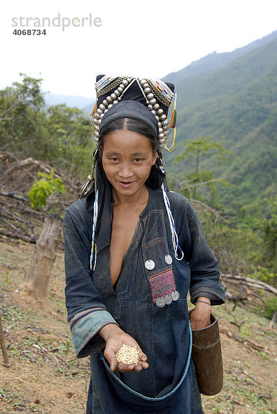 Aussaat von Bergreis  Frau der Akha Ethnie  gekleidet in traditioneller Tracht  hält Reiskörner in ihrer Hand  Phongsali Provinz  Laos  Asien
