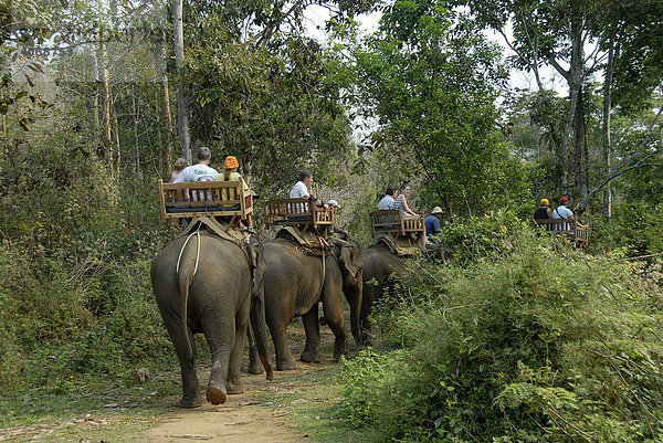 Elefanten Trekking mit Touristen im Dschungel bei Luang Prabang  Laos  Südostasien