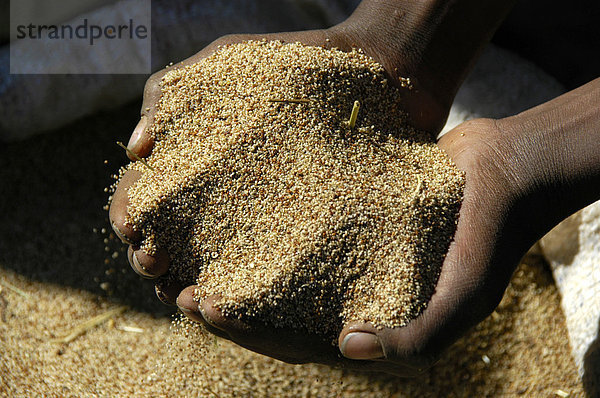 Hunger  Getreide in den Händen  Teff  Markt in Debark  Äthiopien  Afrika