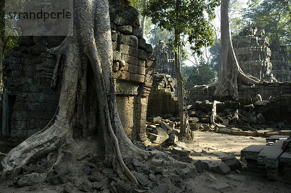 Mystisch vom Dschungel mit großen Wurzeln und Bäumen zugewachsener Tempel Ta Prohm  Angkor  Siem Reap  Kambodscha  Südostasien