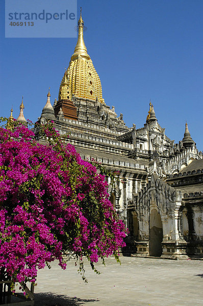 Violett bühende Bougainvillea  buddhistischer Ananda-Tempel mit Spitze aus Gold  Bagan  Birma  Burma  Myanmar  Südostasien