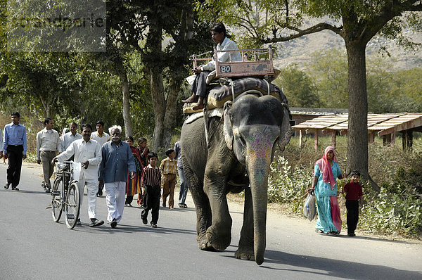Straßenszene  Elefant und Menschen laufen auf der Straße  Jaipur  Rajasthan  Indien  Asien