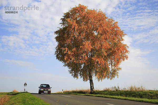 Freistehende Birke (Betula) an einer Landstraße im Herbstlaub