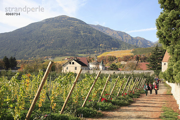 Weinanbau bei Kloster Neustift in Neustift bei Brixen  Gemeinde Vahrn in Südtirol  Italien  Europa