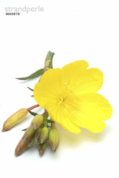 Nachtkerze (Oenothera biennis)  Heilpflanze